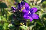 Campanula