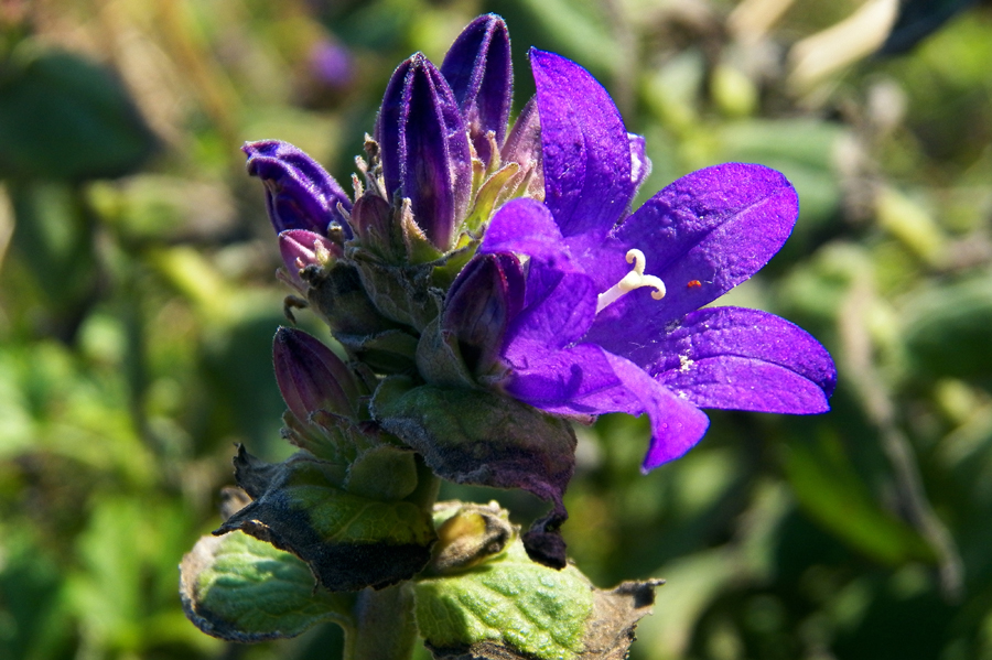 Изображение особи род Campanula.