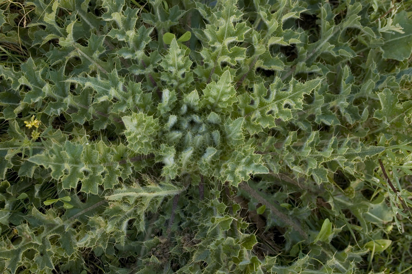 Изображение особи Cirsium esculentum.