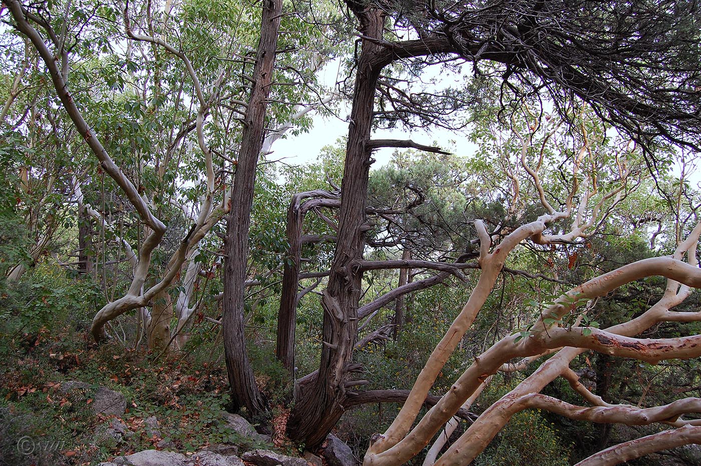 Image of Juniperus excelsa specimen.