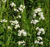 Galium boreale. Средняя часть растения с соцветиями. Восточный Казахстан, Кокпектинский р-н, 25 км в горы от с. Пантелеймоновка, ≈ 1000 м н.у.м., недалеко от ручья, склон сопки. 16.06.2016.