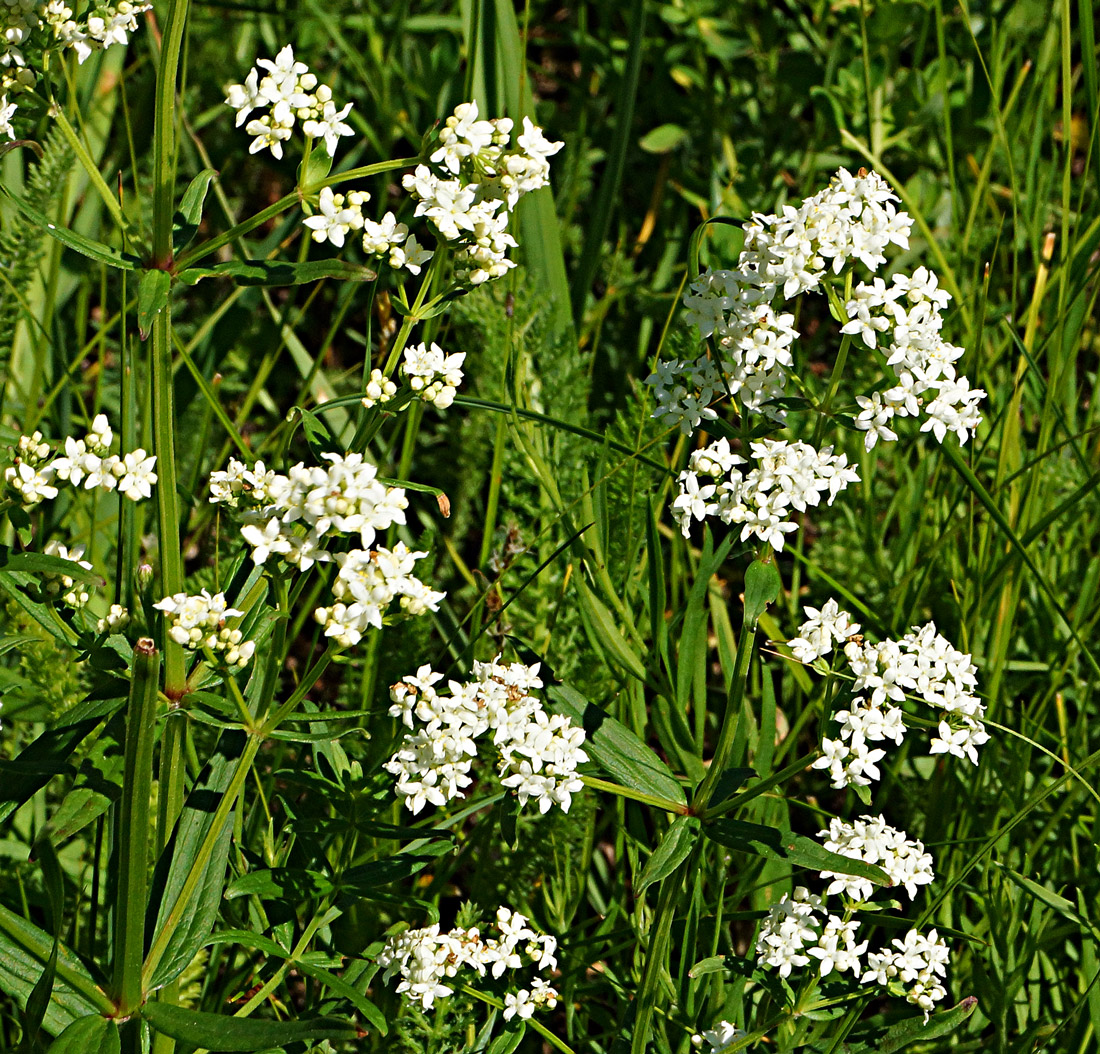 Image of Galium boreale specimen.