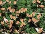 Polytrichum juniperinum. Спорогоны. Московская обл., Раменский р-н, окр. ж.-д. платформы Хрипань, смешанный лес у ЛЭП. 03.07.2007.