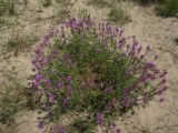Astragalus onobrychis. Цветущее растение. Ставропольский край, станица Курская, долина реки Куры, терраса с травянистой растительностью. 26.05.2016.
