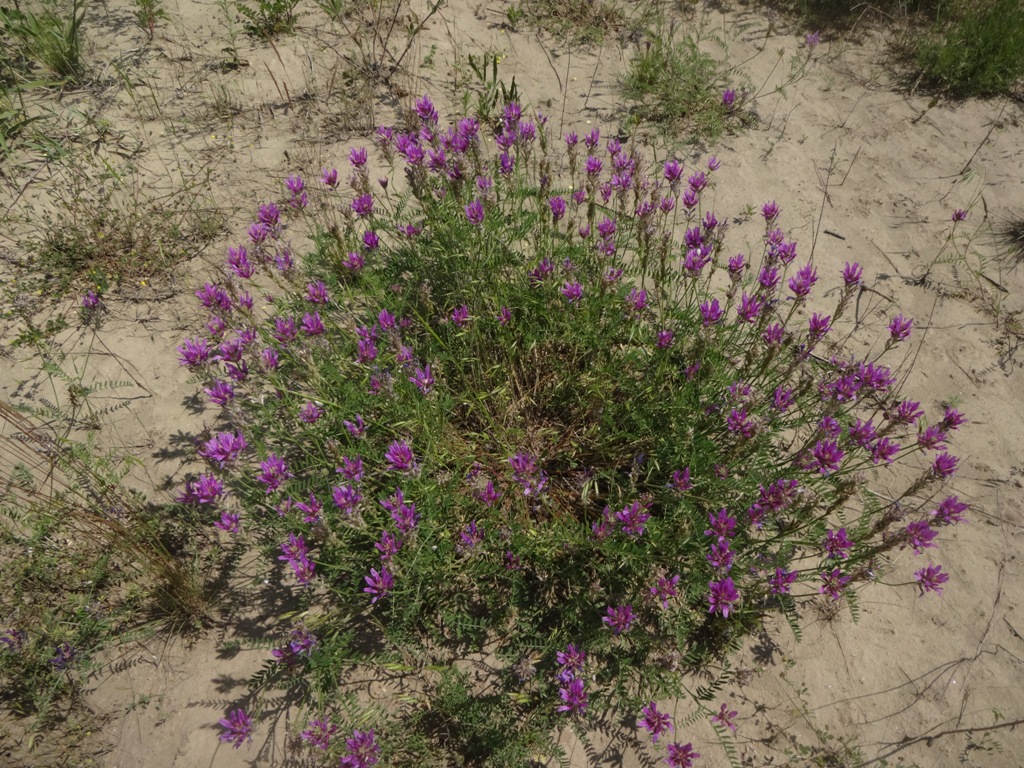 Image of Astragalus onobrychis specimen.