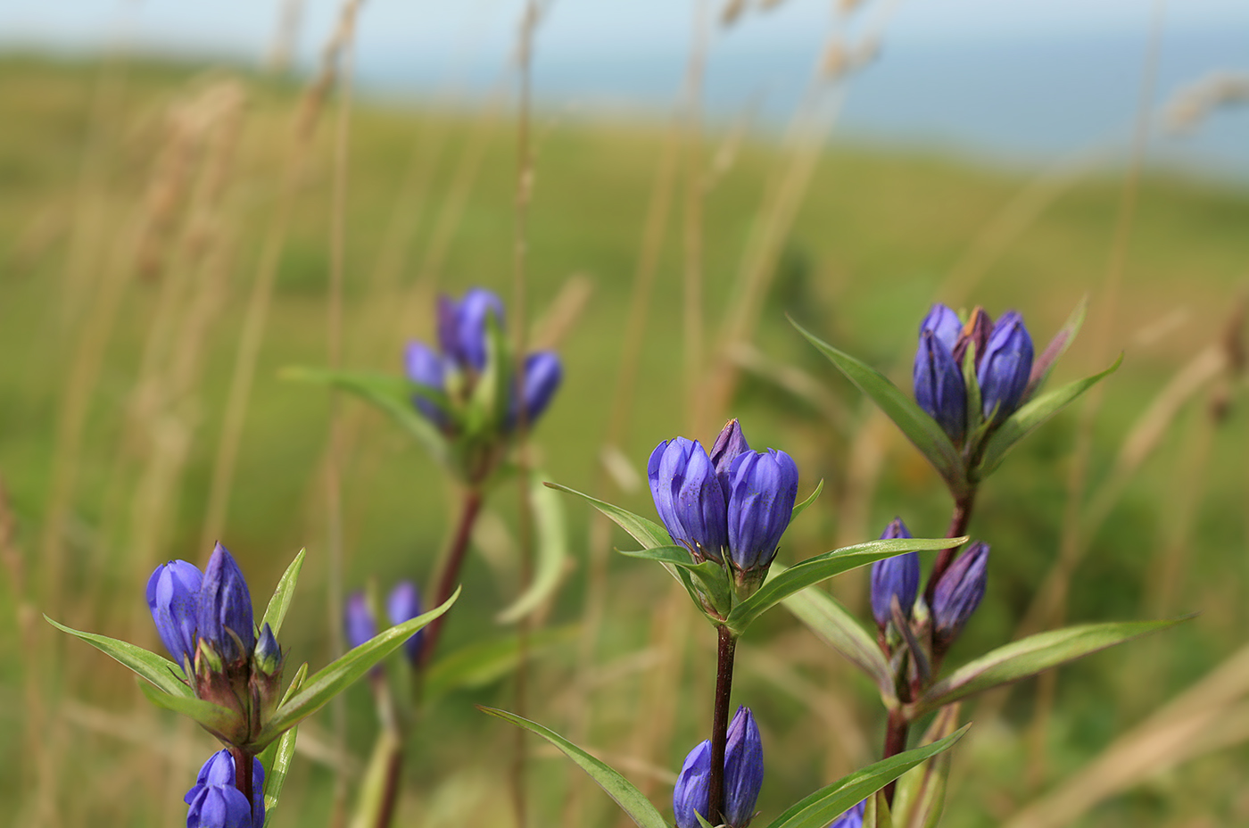 Изображение особи Gentiana axillariflora.