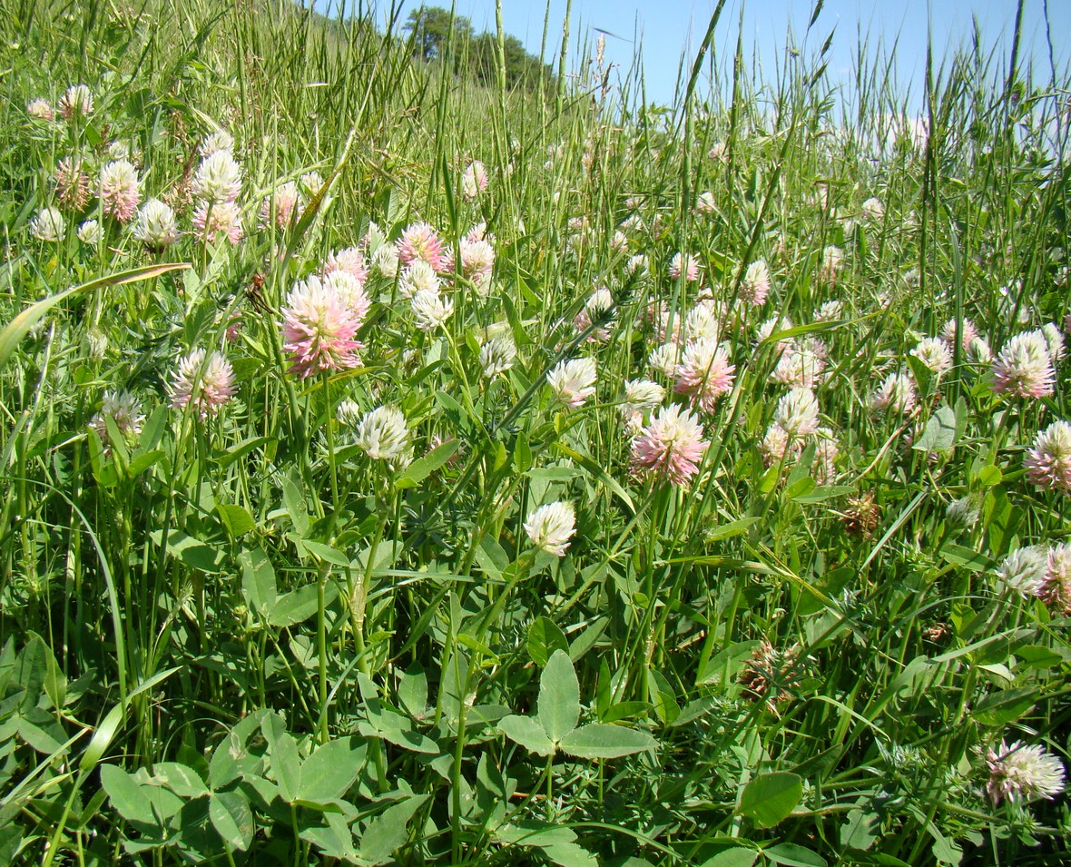 Image of Trifolium ambiguum specimen.