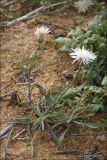 Centaurea odessana