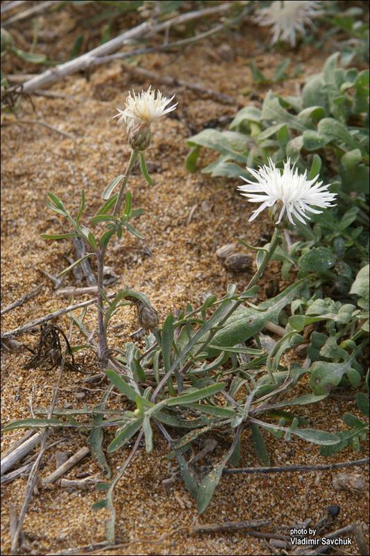 Image of Centaurea odessana specimen.