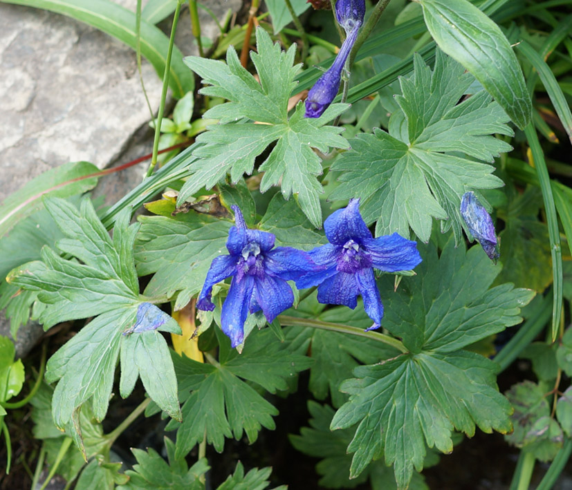 Изображение особи Delphinium brachycentrum.