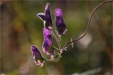 Aconitum volubile