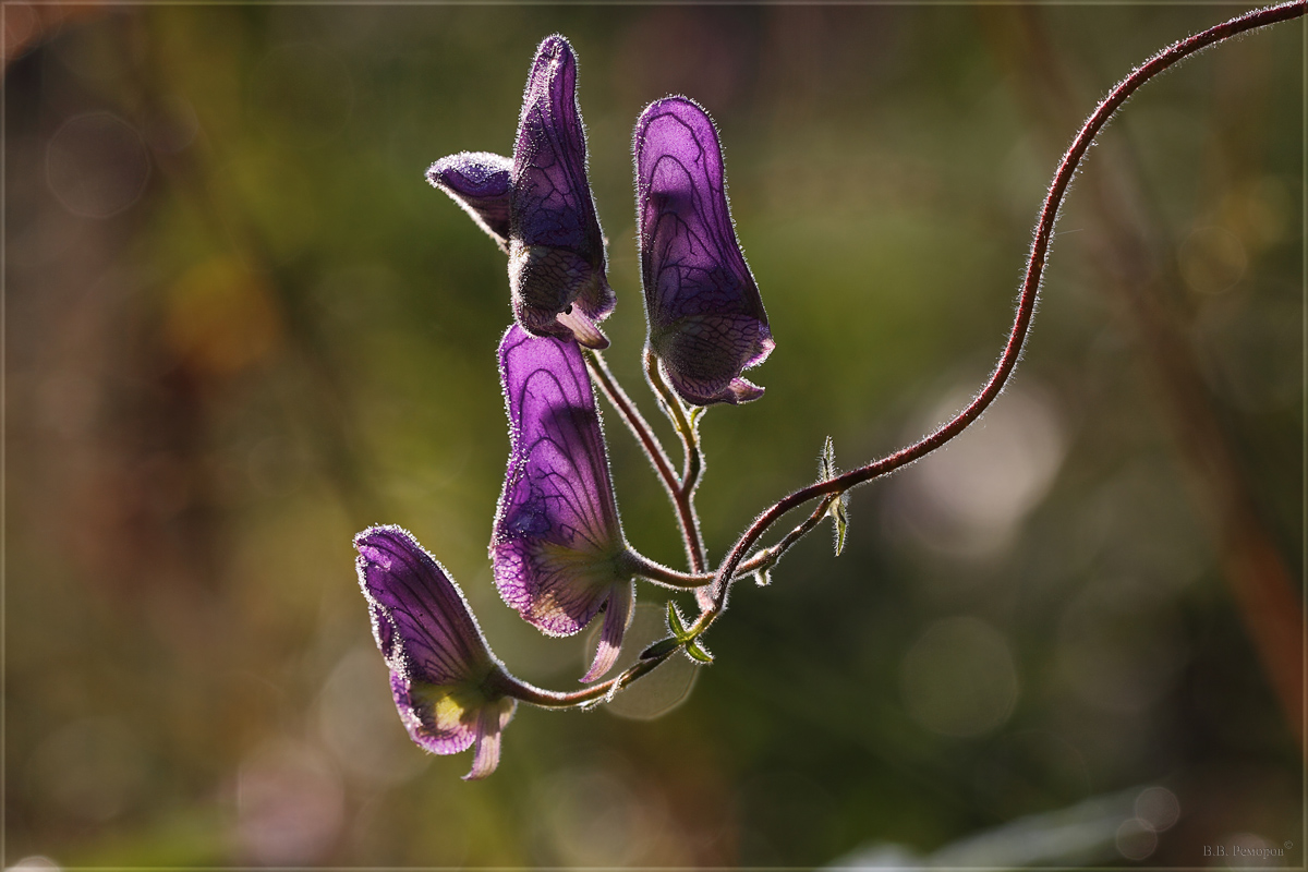 Image of Aconitum volubile specimen.