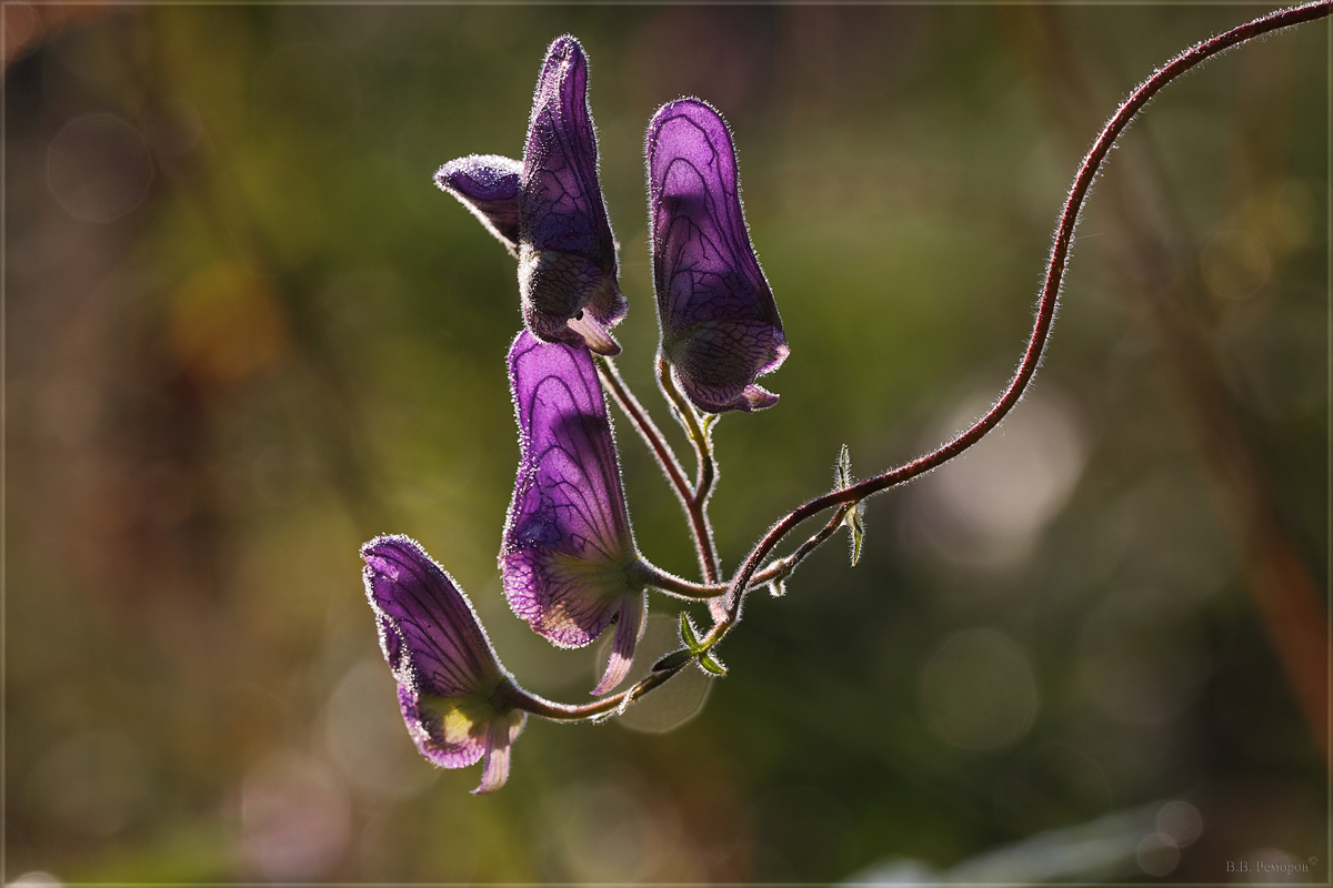 Изображение особи Aconitum volubile.