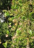 Viburnum suspensum