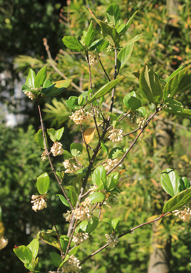 Изображение особи Viburnum suspensum.