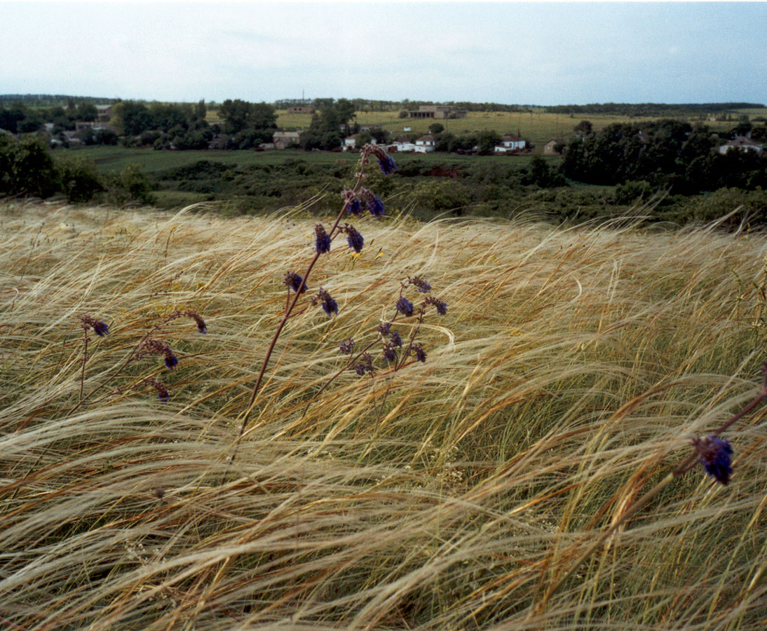 Image of Stipa pulcherrima specimen.