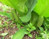 Lysichiton americanus