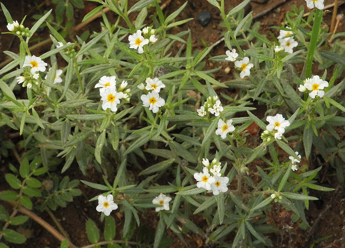 Изображение особи Heliotropium mendocinum.