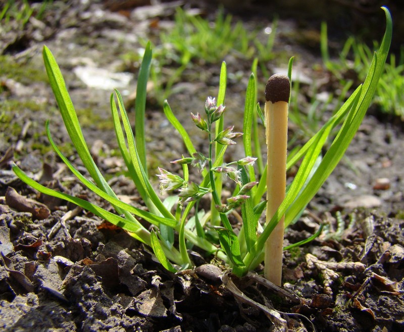 Image of Poa annua specimen.
