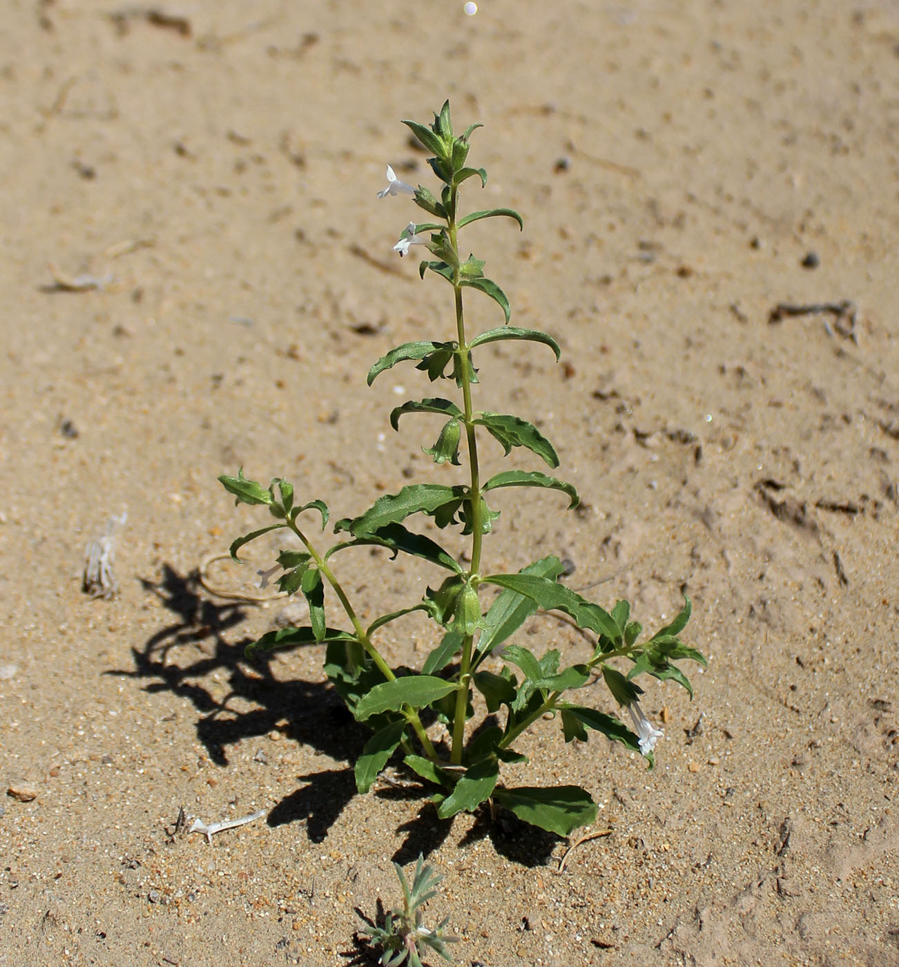 Image of Thuspeinanta persica specimen.