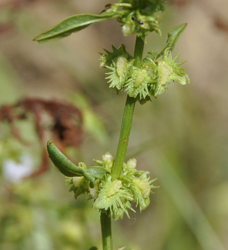 Image of Rumex pulcher specimen.