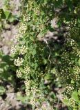 genus Spiraea. Ветка с соцветиями в виде бутонов. Армения, около храма Гаяне, в культуре. 30.04.2017.