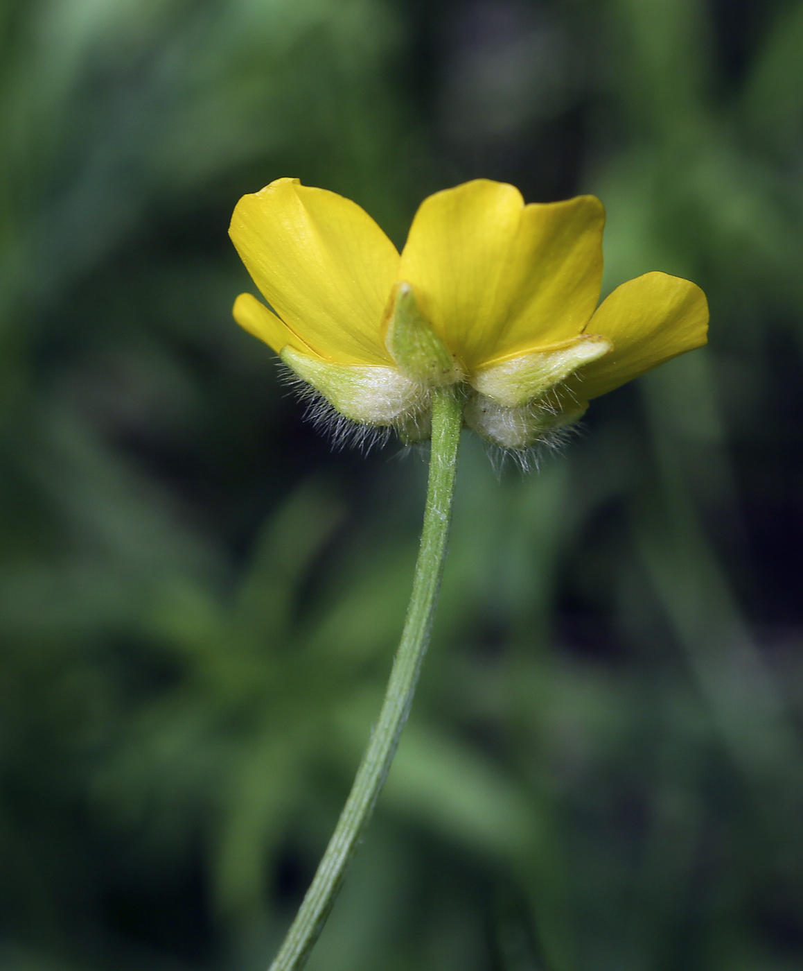 Image of Ranunculus polyanthemos specimen.