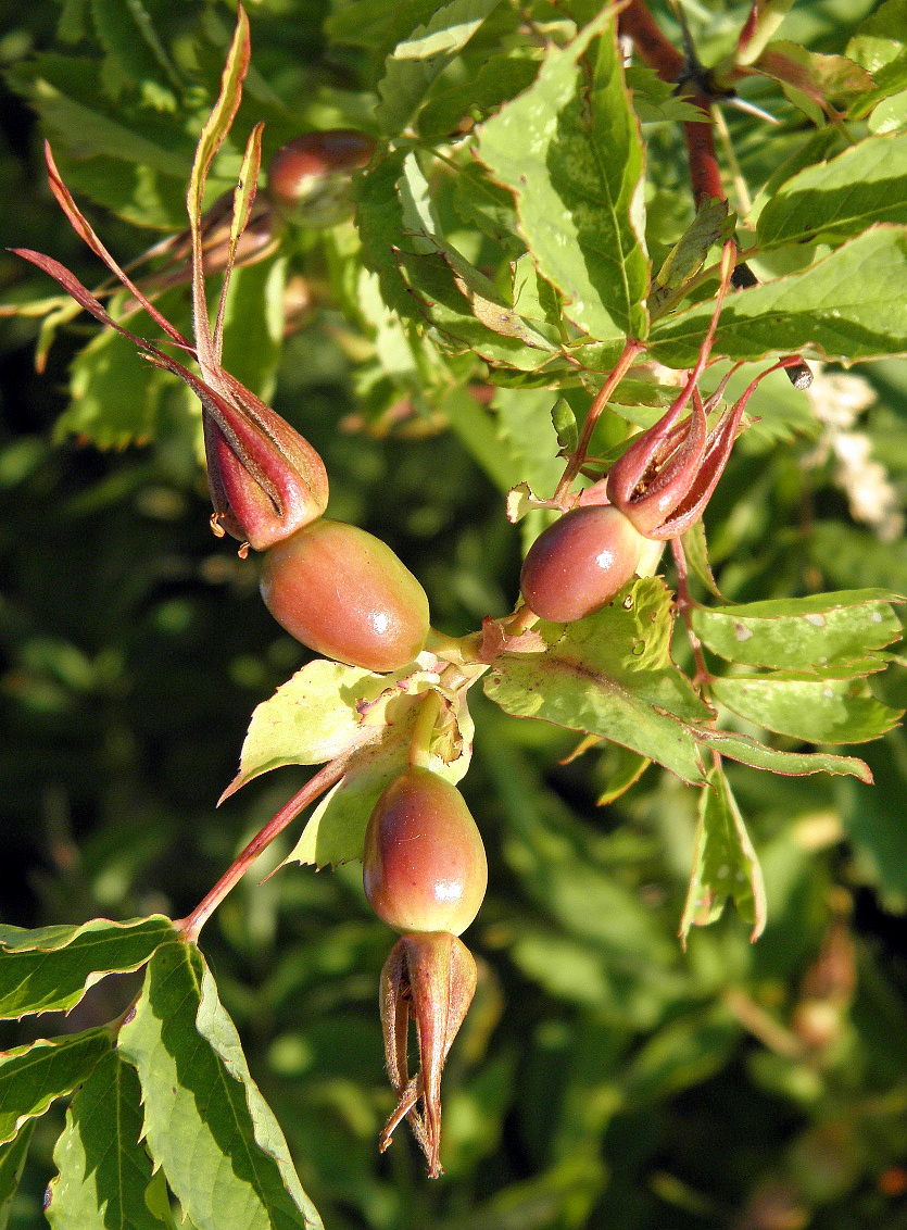 Image of Rosa glabrifolia specimen.