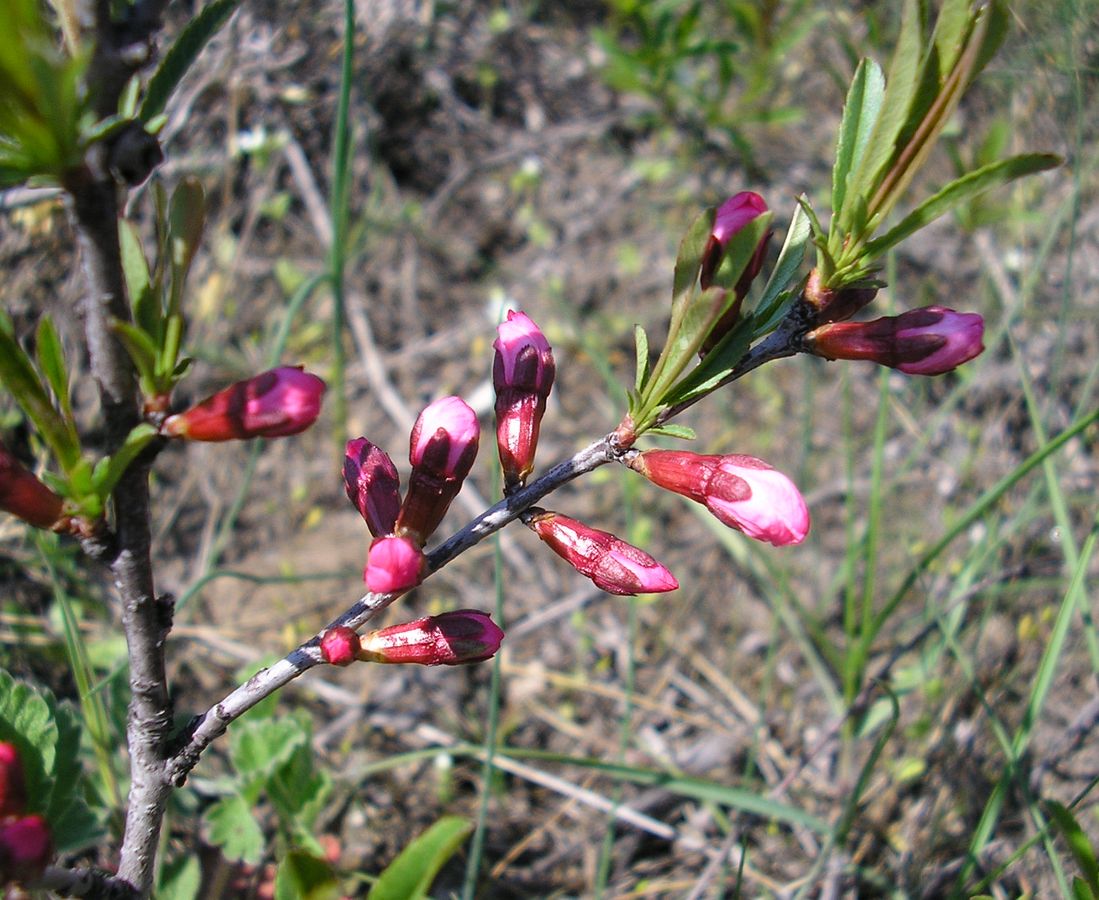 Image of Amygdalus nana specimen.