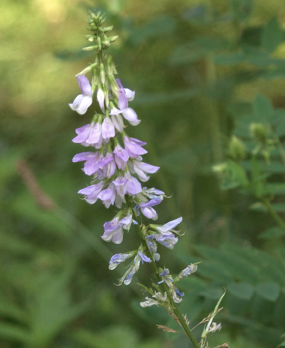 Изображение особи Galega officinalis.