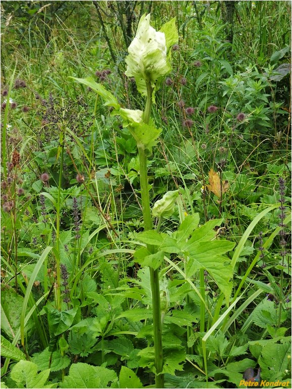 Изображение особи Cirsium oleraceum.