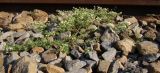 Galium humifusum