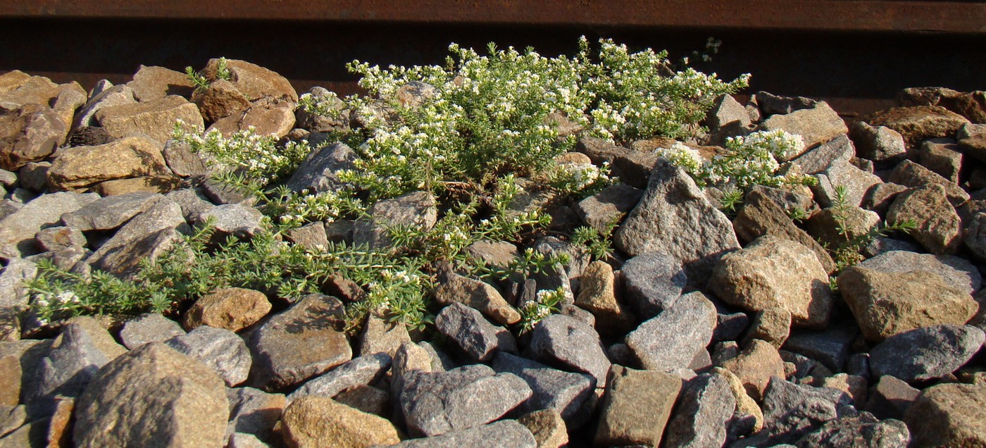 Изображение особи Galium humifusum.