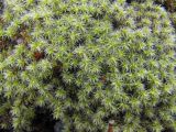 genus Racomitrium