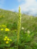 Psathyrostachys juncea