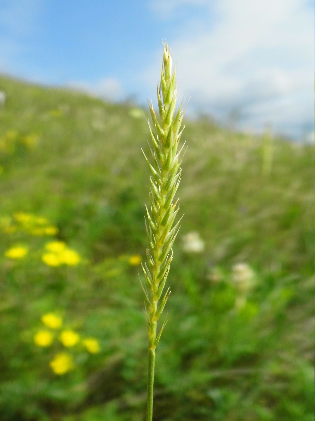 Image of Psathyrostachys juncea specimen.