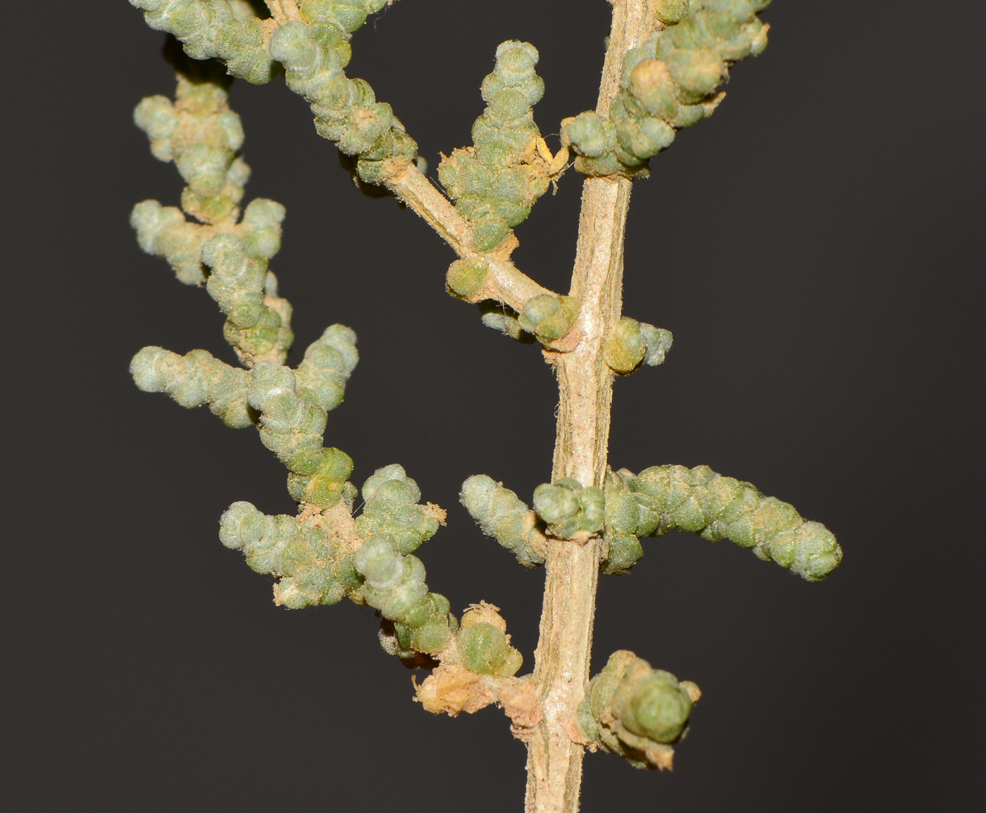 Image of Salsola tetrandra specimen.