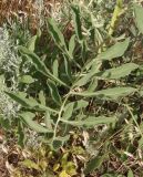 Centaurea salonitana