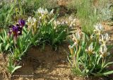 Iris scariosa. Цветущие растения. Калмыкия, Лаганский р-н. 25.04.2010.