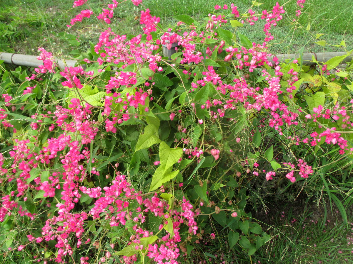Изображение особи Antigonon leptopus.