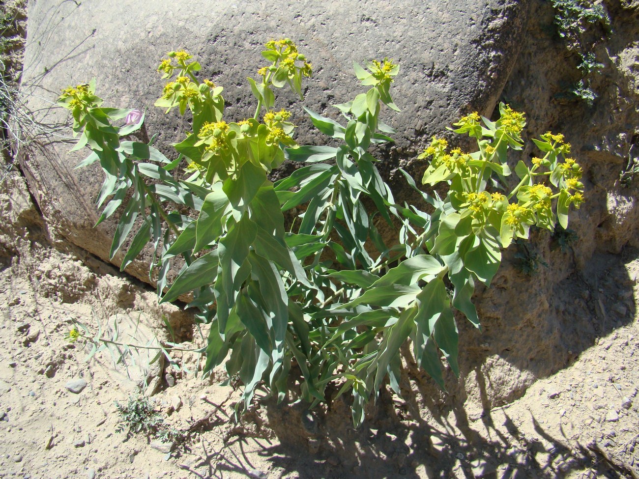 Изображение особи Euphorbia alaica.