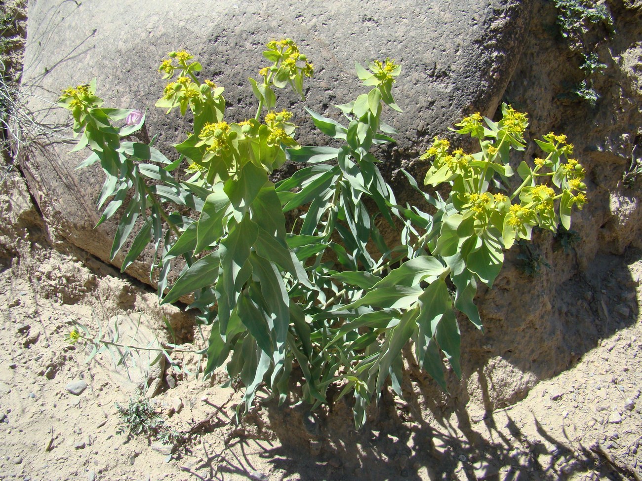 Image of Euphorbia alaica specimen.