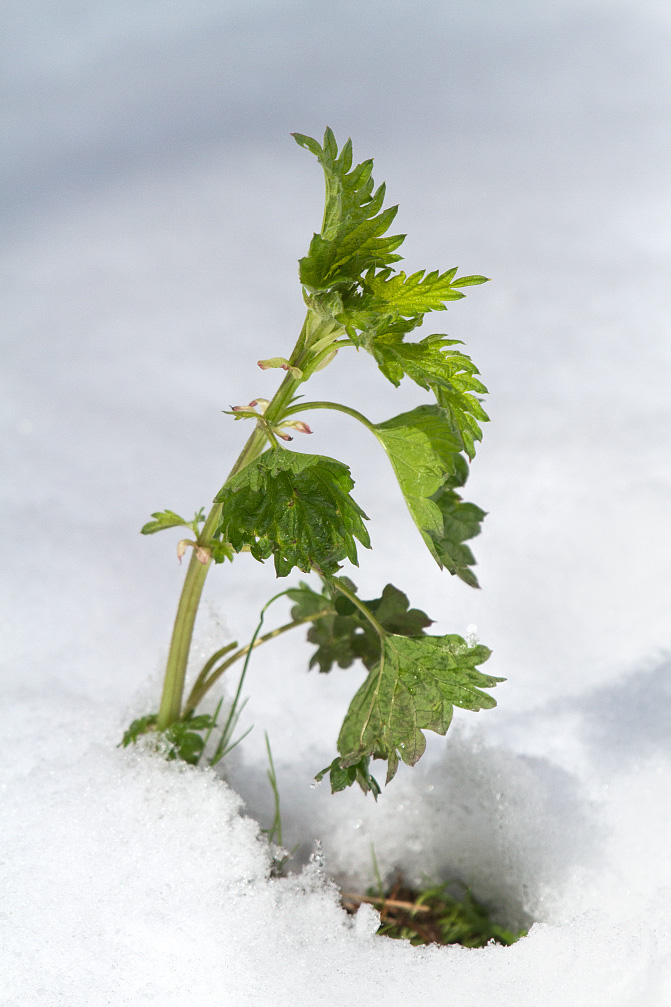 Изображение особи Urtica dioica.