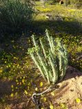 Euphorbia caput-medusae