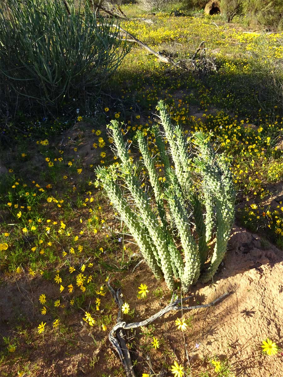 Изображение особи Euphorbia caput-medusae.