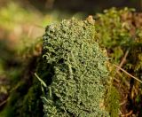 genus Cladonia. Часть слоевища на старом пне. Средний Урал, Пермский край, Добрянский р-н, 5 км от ст. Ярино, смешанный лес. 14 октября 2017 г.