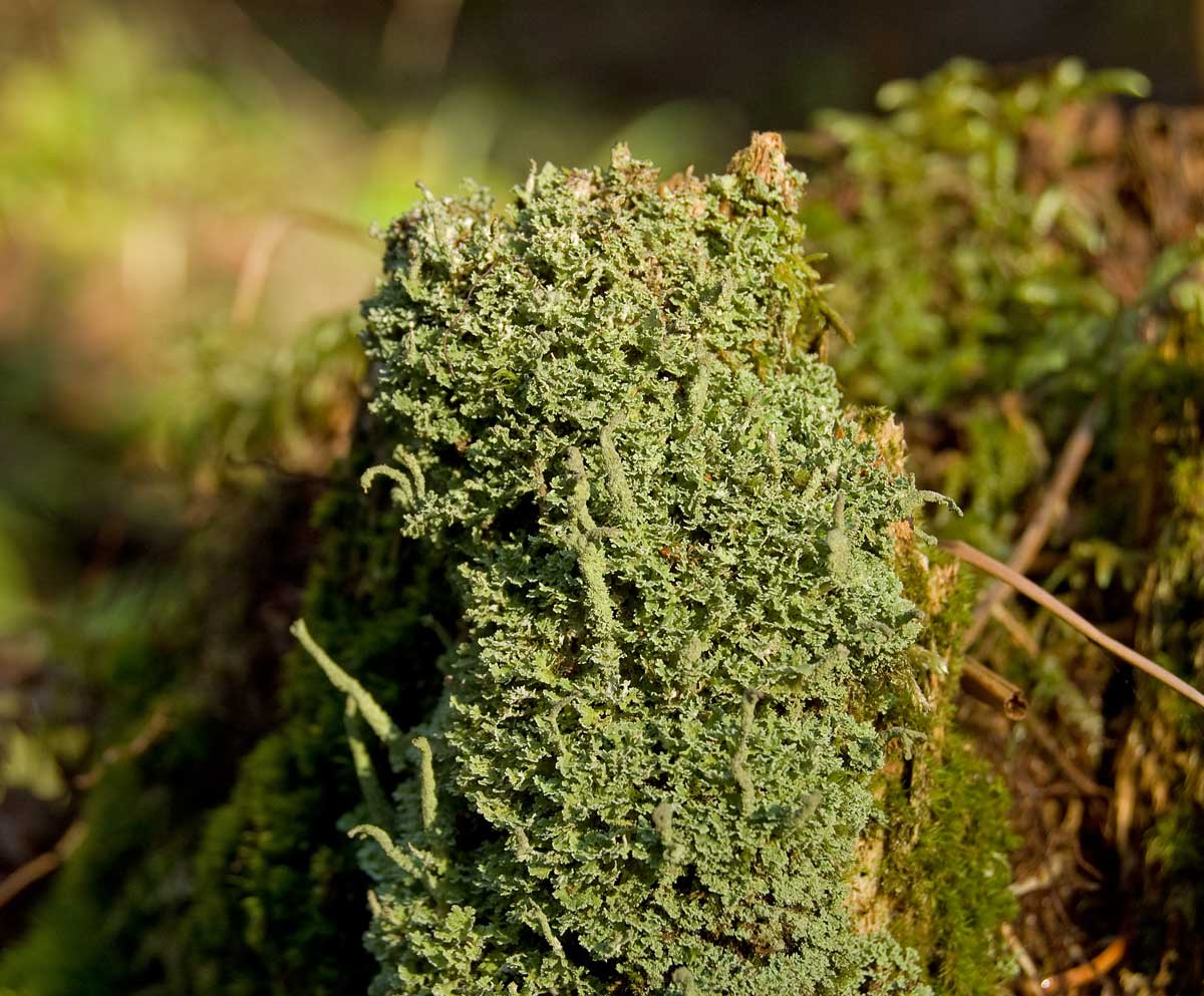 Изображение особи род Cladonia.