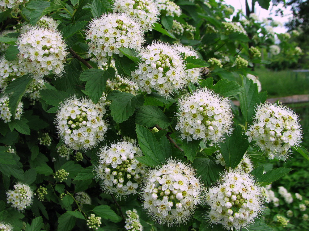 Image of Physocarpus opulifolius specimen.