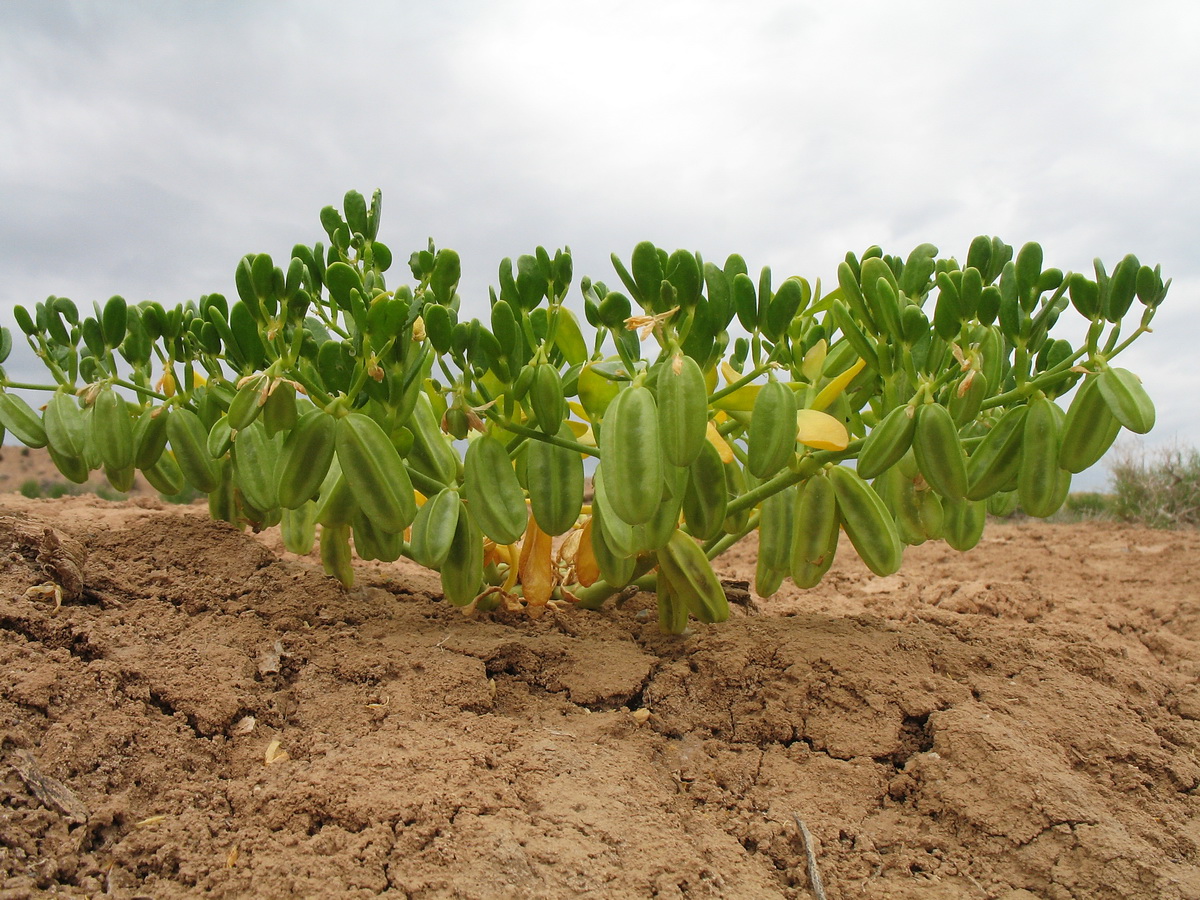 Изображение особи Zygophyllum lehmannianum.