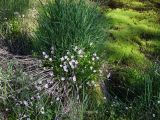 Claytonia sarmentosa